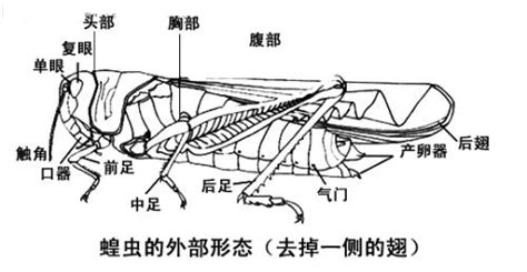 蝗蟲種類|蝗蟲(直翅目蝗科動物的統稱):主要種類簡介,形態特徵,。